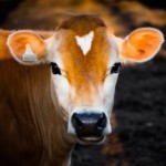 Group logo of Smart Dairy Farming